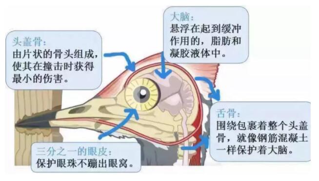 昆明安全帽，安全買冷知識(shí)你知道嗎？